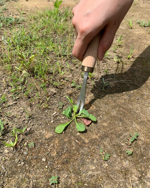 農業用品 / デルタホー（立った状態での除草や、畑のスジつけ、畝立てに） - 浅野木工所｜園芸用品・土農工具・除雪・レジャー用品