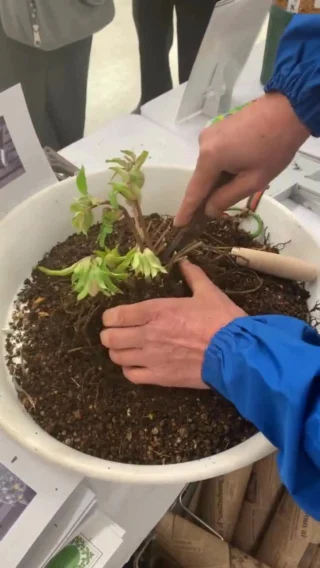 芝の張り替えに【（手打鋼付）芝ジョレン260mm】 - 浅野木工所｜園芸