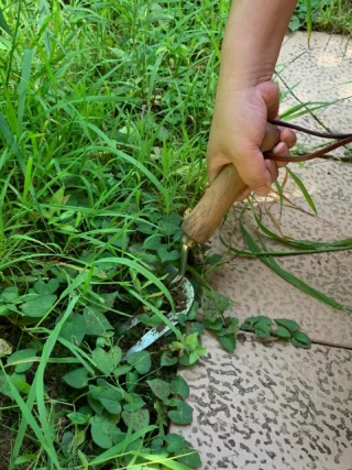 畑の除草に・切れ味の良い鋼付の刃【（鋼付）デルタホー二面式240mm